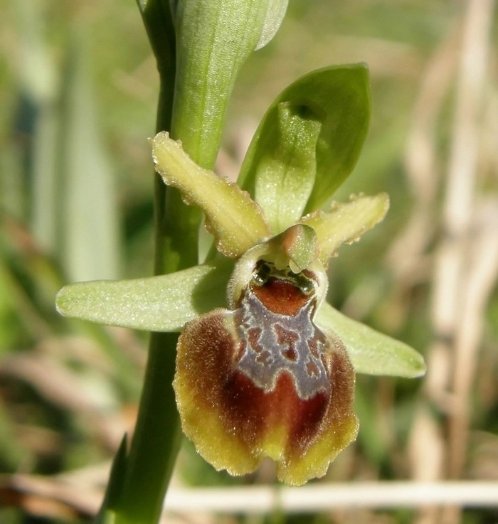 Ophrys sphegodes